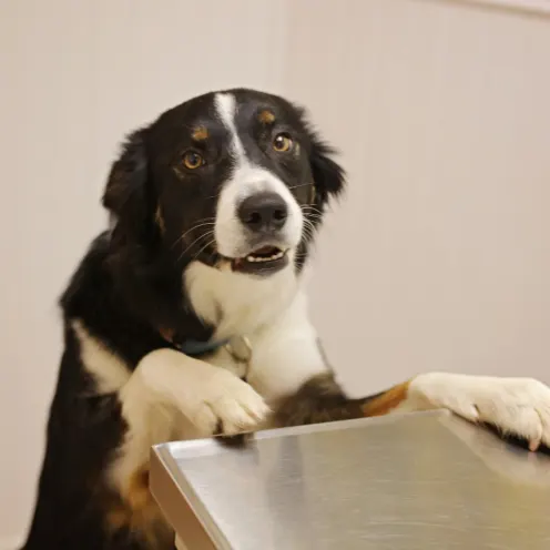 Dog on Table at Ferry Farm Animal Clinic